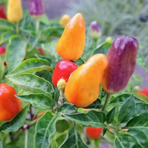 Firecracker Chili Pepper Seeds, Edible Ornamental Pepper, Heirloom Hot Peppers, Non GMO, Resealable Seed Packet