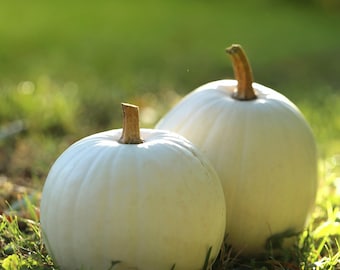 Casper White Pumpkin Seeds, Carving, Edible and Ornamental Heirloom Vegetable, Cucurbita maxima