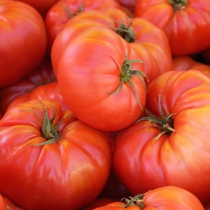 Red Brandywine Heirloom Tomato Seeds - Indeterminate, Non GMO, Open Pollinated, Solanum lycopersicum