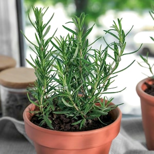 50+ Rosemary Seeds, Salvia Rosmarinus Officinalis, Heirloom Ornamental and Culinary Herb, Indoor or Outdoor Plant, Gardener Gift Idea