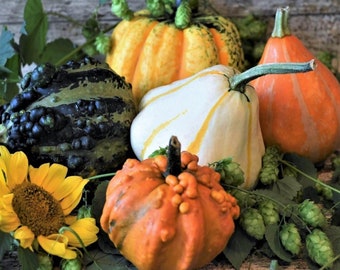 Fancy Gourd Seed Mix - Small and Medium Ornamental Gourd and Pumpkin Seeds, Gardener Gift Idea Under 10 Dollars, Heirloom