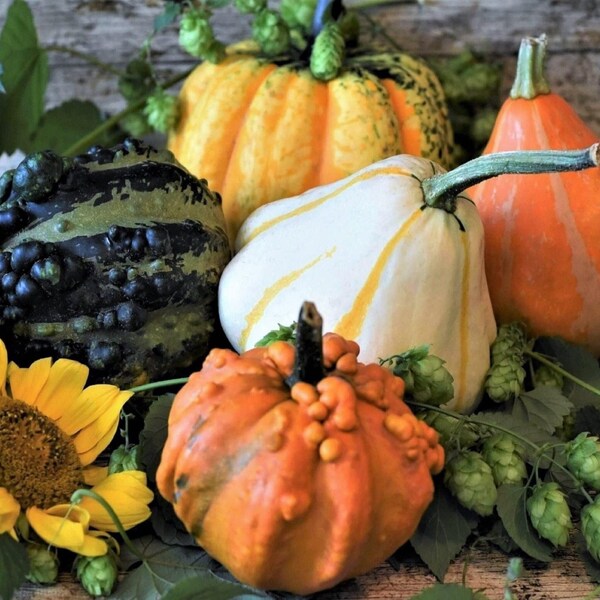 Fancy Gourd Seed Mix - Small and Medium Ornamental Gourd and Pumpkin Seeds, Gardener Gift Idea Under 10 Dollars, Heirloom