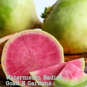 125 Watermelon Radish Seeds, Heirloom Vegetable, Cold Hardy, Cover Crop, Gardener Gift