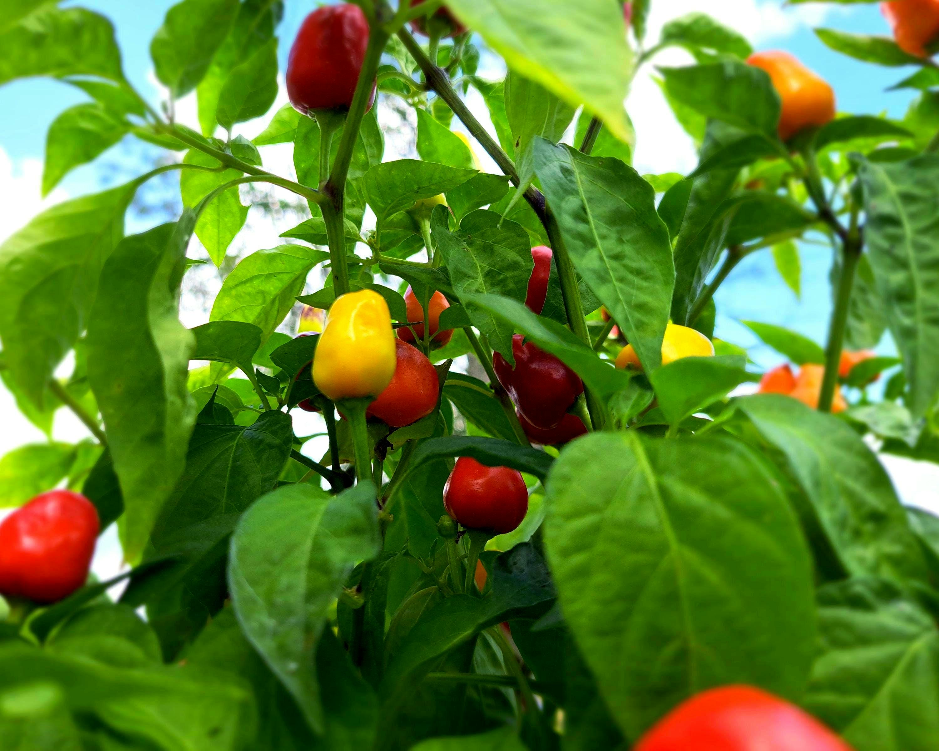 Cienfuegos, Orange F1 Hybrid Hot Pepper Seeds - 300 Mg Packet - Garden