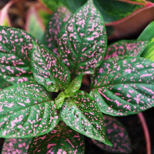 Pink Splash Hypoestes Seeds. Also known as Polka Dot Plant. Outdoor, indoor, and shade garden plant. Container friendly. Hypoestes phyllostachya
