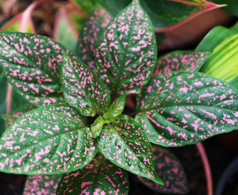 Pink Splash Hypoestes Seeds. Also known as Polka Dot Plant. Outdoor, indoor, and shade garden plant. Container friendly. Hypoestes phyllostachya