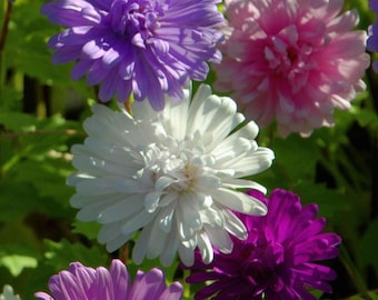 100+ Aster Seeds Peony Duchess Mix Heirloom Flower, Callistephus tall