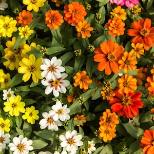 May include: A vibrant close-up of a variety of colorful flowers. The image showcases yellow, orange, and white zinnias with green foliage. The flowers are in full bloom, creating a bright and cheerful display.