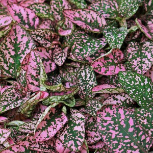 Bring a splash of vibrant color to your indoor or outdoor garden with Hypoestes Pink Splash Select Series! Great gift for plant lovers and gardener gift.