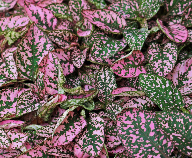 Bring a splash of vibrant color to your indoor or outdoor garden with Hypoestes Pink Splash Select Series! Great gift for plant lovers and gardener gift.