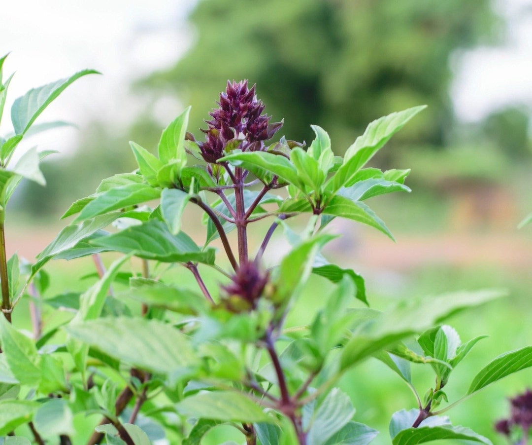 Cinnamon Basil Seeds 150 Heirloom Herb Seeds Sweet Basil Etsy