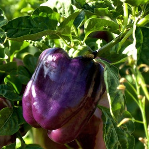 40+ Purple Beauty Pepper Seeds, Heirloom Vegetable Seeds, Sweet Bell Peppers