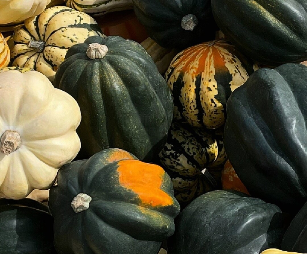 Autumn Acorn Squash Seed Mix Acorn Winter Squash Seeds Etsy