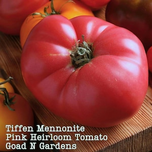 May include: A large, deep red heirloom tomato with a green stem. The tomato is called "Tiffen Mennonite Pink Heirloom Tomato" and is from "Goad N Gardens".