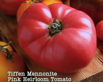 Tiffen Mennonite Pink Heirloom Tomato Seeds - Rare Beefsteak Potato Leaf Brandywine Variety