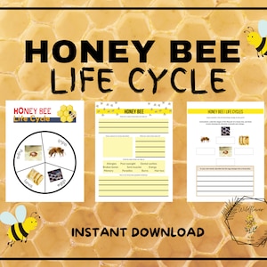 Honey Bee Life Cycle