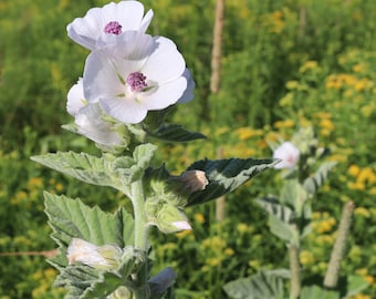 Dried Marshmallow Leaves and Flowers * 2023 Harvest * Althaea Officinalis