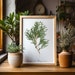 see more listings in the Botanical Art section