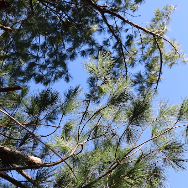 Fresh Eastern White Pine Needles