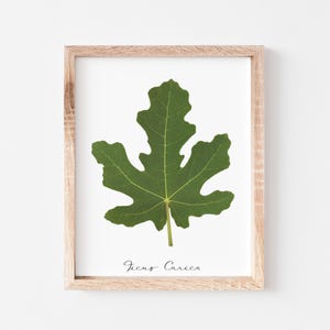 Fig Leaf * Ficus Carica * Herbarium Specimen Pressed Leaf Print Wall Art