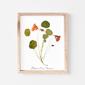 Pressed Flower Art Print Herbarium Specimen Decor Botanical Art for Plant Lover