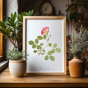 Rose Pressed Flower Art Herbarium Specimen Gift for Gardeners Botanical Decor Garden Floral Print