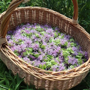 May include: A full wicker basket of purple and green bee balm flowers. The basket is made of woven wicker and has a handle. The flowers are a vibrant purple and green, and the background is green foliage.