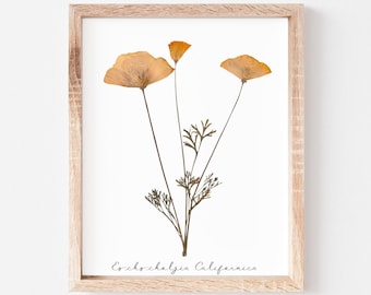 California Poppy Pressed Flowers Print * Eschscholzia Californica II