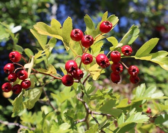 Dried Hawthorn Berries * 2023 Harvest * Crataegus sp.