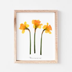 Daffodil Herbarium Specimen Art Print Narcissus wall art flower market minimalist photograph print