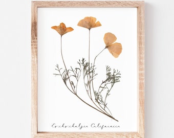 California Poppy Pressed Flowers Print * Eschscholzia Californica