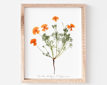 California Poppy Print: Pressed Flower Herbarium Art