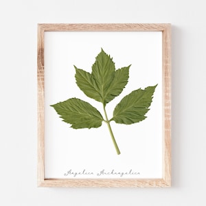 Angelica Pressed Leaf Print * Angelica Archangelica * Herbarium Specimen Victorian Decor