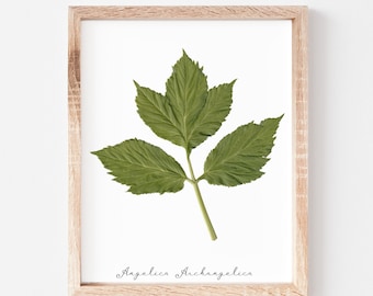 Angelica Pressed Leaf Print * Angelica Archangelica * Herbarium Specimen Victorian Decor