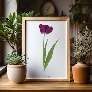 Purple Tulip * Tulipa * Herbarium Specimen Print Wall Art Botanical Art Victorian Decor Cottagecore