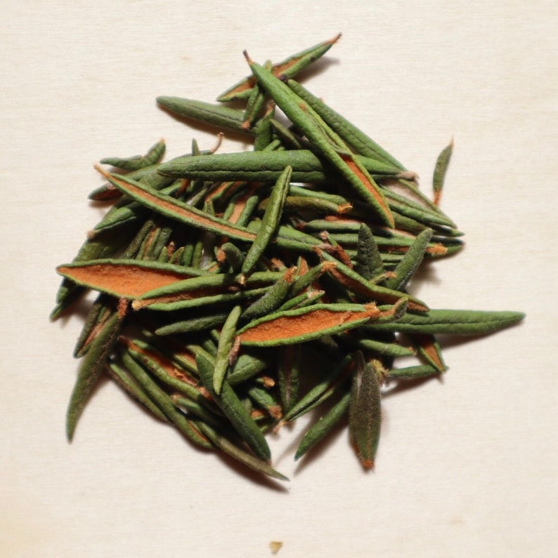 Dried Labrador Tea Leaves 2023 Harvest Rhododendron Groenlandicum image 2