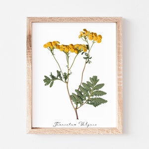 Tansy Pressed Flower Print * Tanacetum Vulgare * Herbarium Specimen
