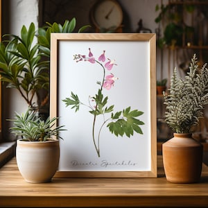 Bleeding heart * Dicentra Spectabilis * Herbarium Specimen Pressed Flower Print