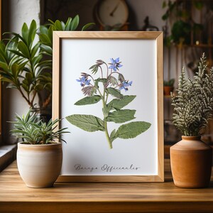 Borage Pressed Flowers Print * Borago Officinalis