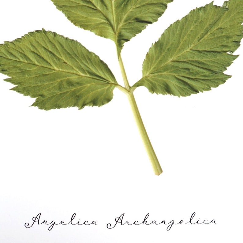 Angelica Pressed Leaf Print Angelica Archangelica Herbarium Specimen Victorian Decor image 3