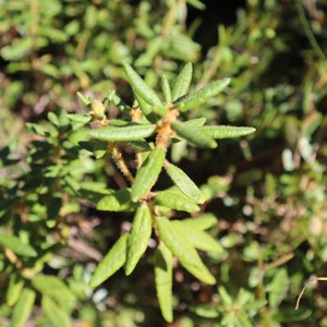 Dried Labrador Tea Leaves 2023 Harvest Rhododendron Groenlandicum image 1