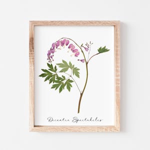 Bleeding Heart * Dicentra Spectabilis * Herbarium Specimen Art Print