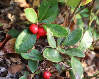 Dried Wintergreen Leaves * 2023 Harvest * Gaultheria Procumbens