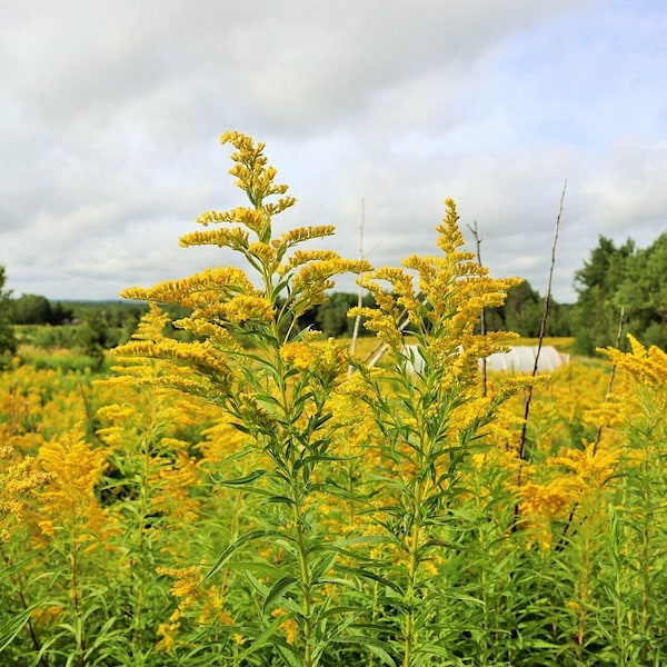 Dried Wild Goldenrod Flowers and a few Leaves * 2023 Harvest * Solidago spp.