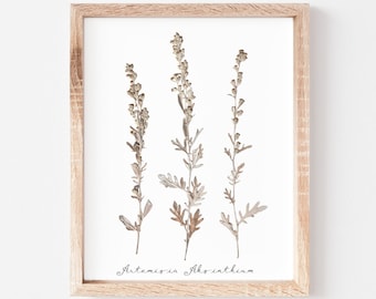 Wormwood Pressed Flower Print * Artemisia Absinthium * Herbarium Specimen