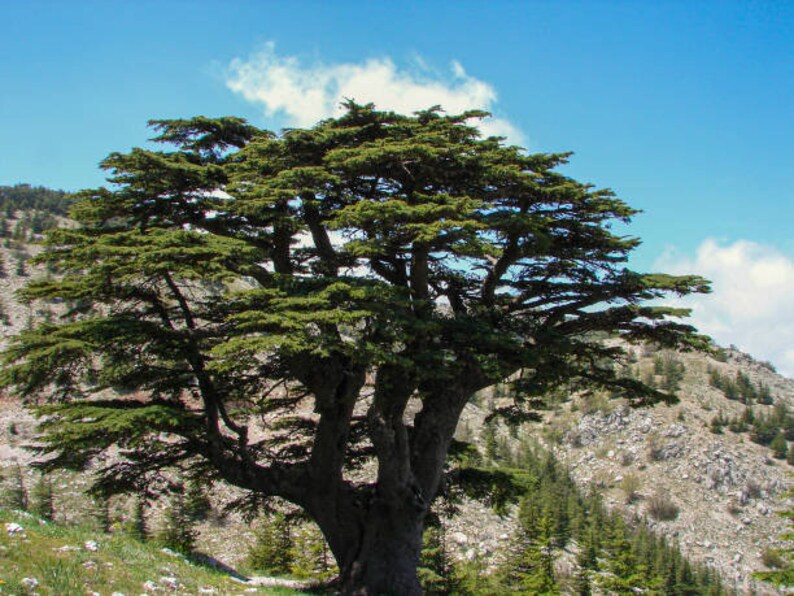 Lebanon Cedar Tree Seeds Etsy