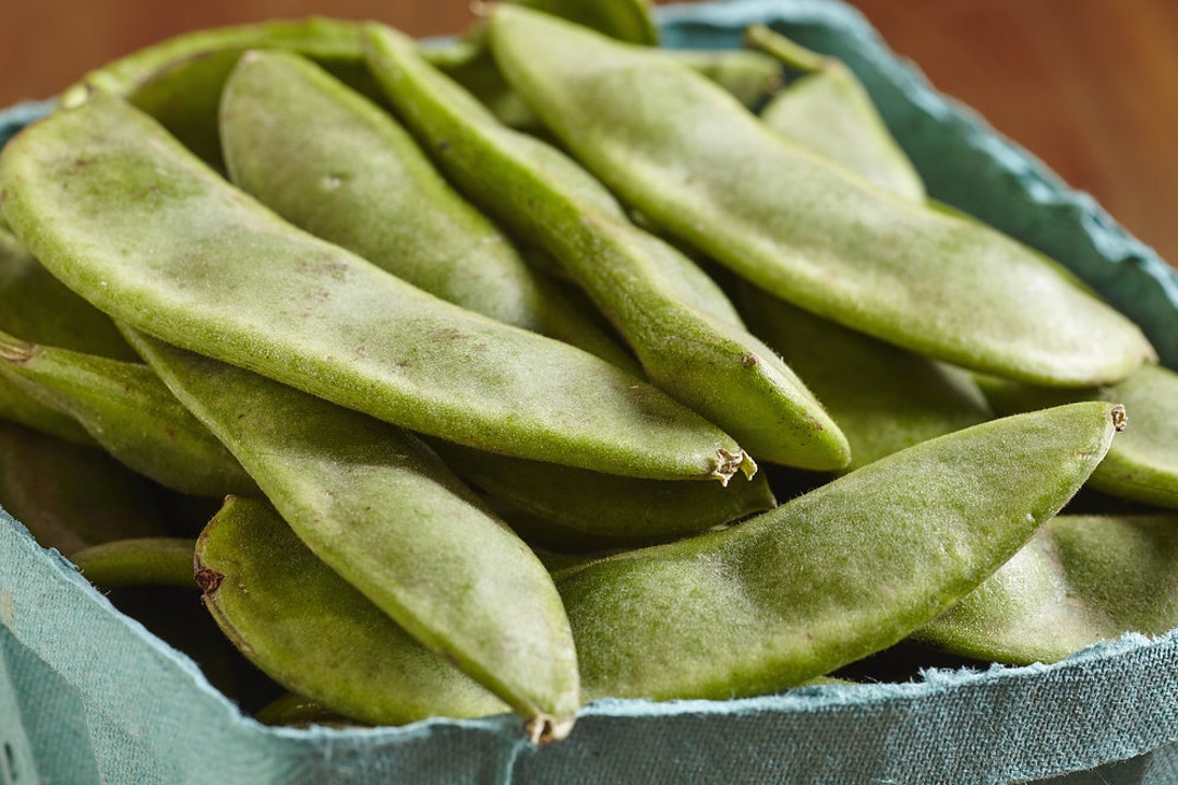 Henderson Bush Lima Bean Seeds Etsy