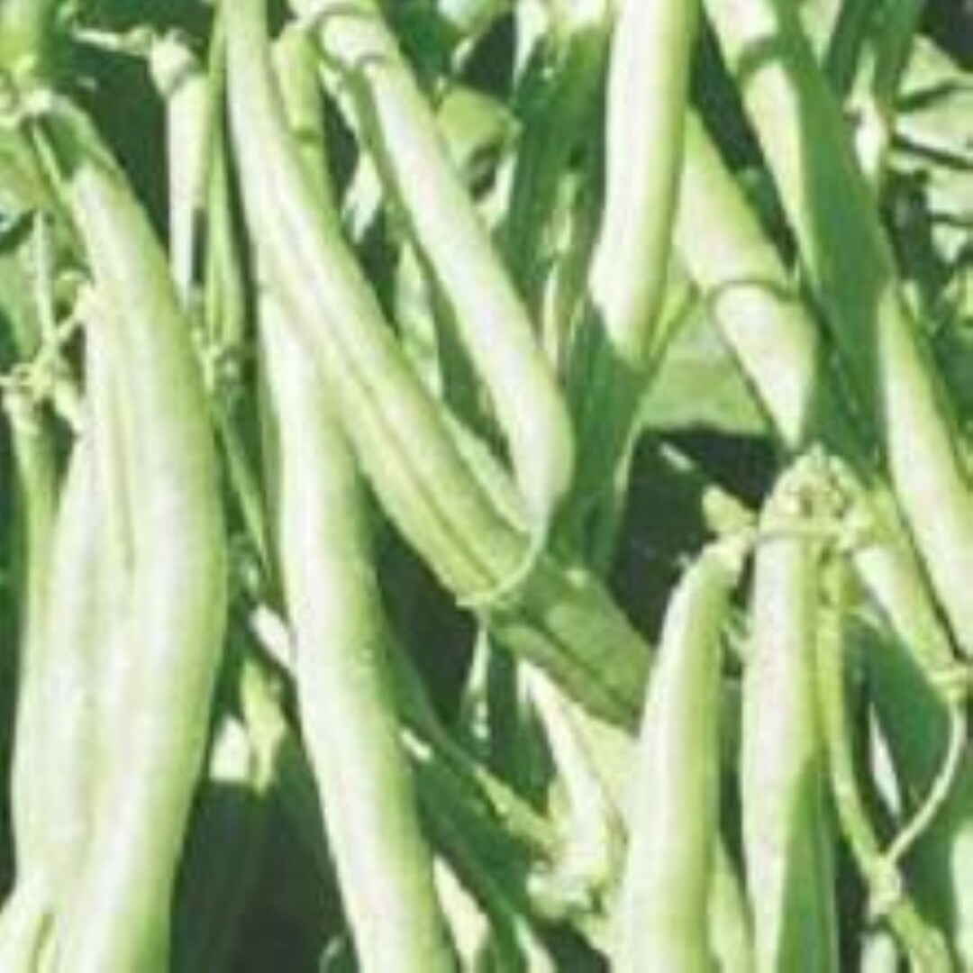 30 Kentucky Wonder Green Bean Seeds Etsy