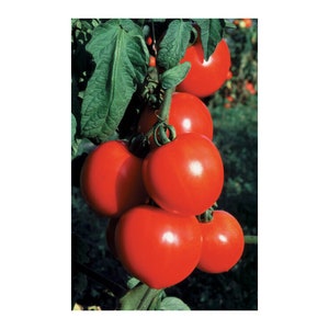 Loki Tomato 25 Seeds Hybrid Tomato F1 Slicing Tomato