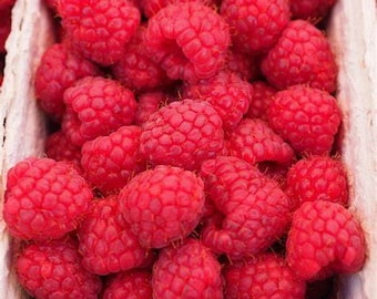 25 White Raspberry Seeds-1277 - Etsy